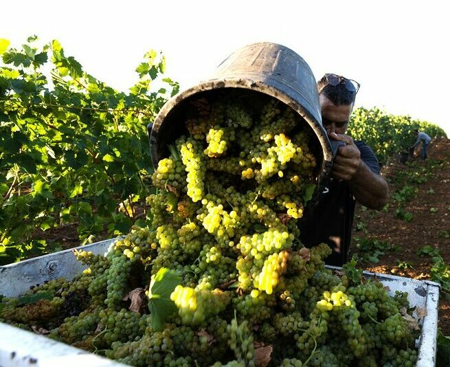 A Cantina di Venosa già si vendemmia con il moscato