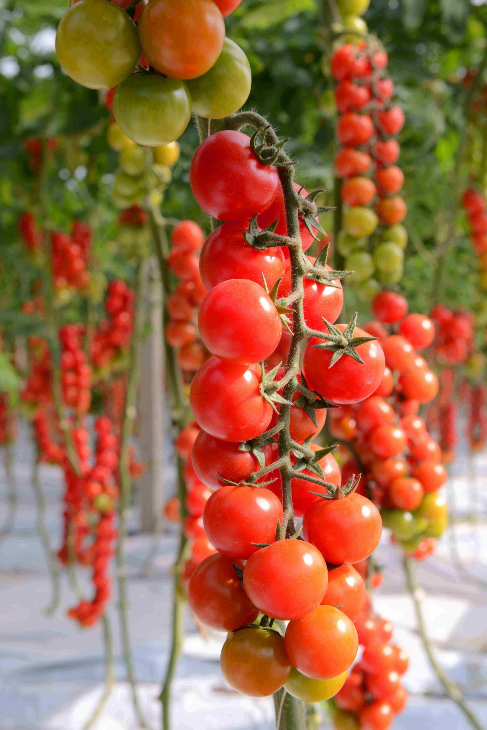 Il raccolto di fine stagione del pomodoro ciliegino Agromonte