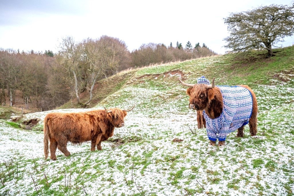 Mucche in Cardigan - La Scozia si trasforma d'inverno